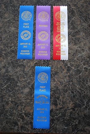 Glory's first AKC show ribbons. 