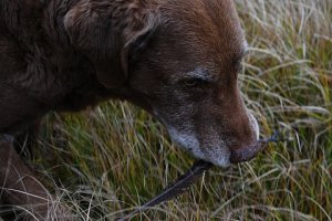 Still can sniff up a pheasant feather. 